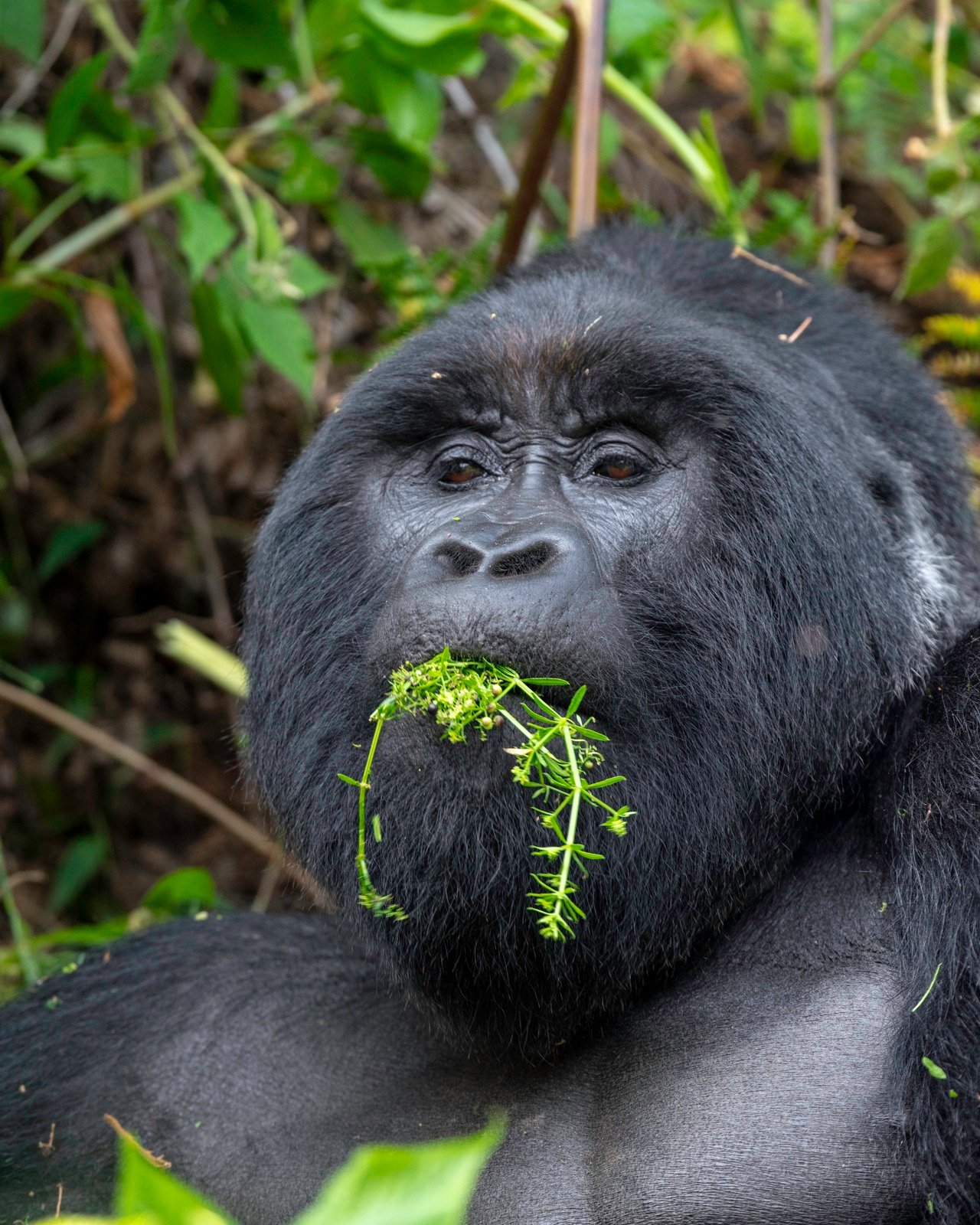 3-Day Gorilla Trekking Safari in Uganda