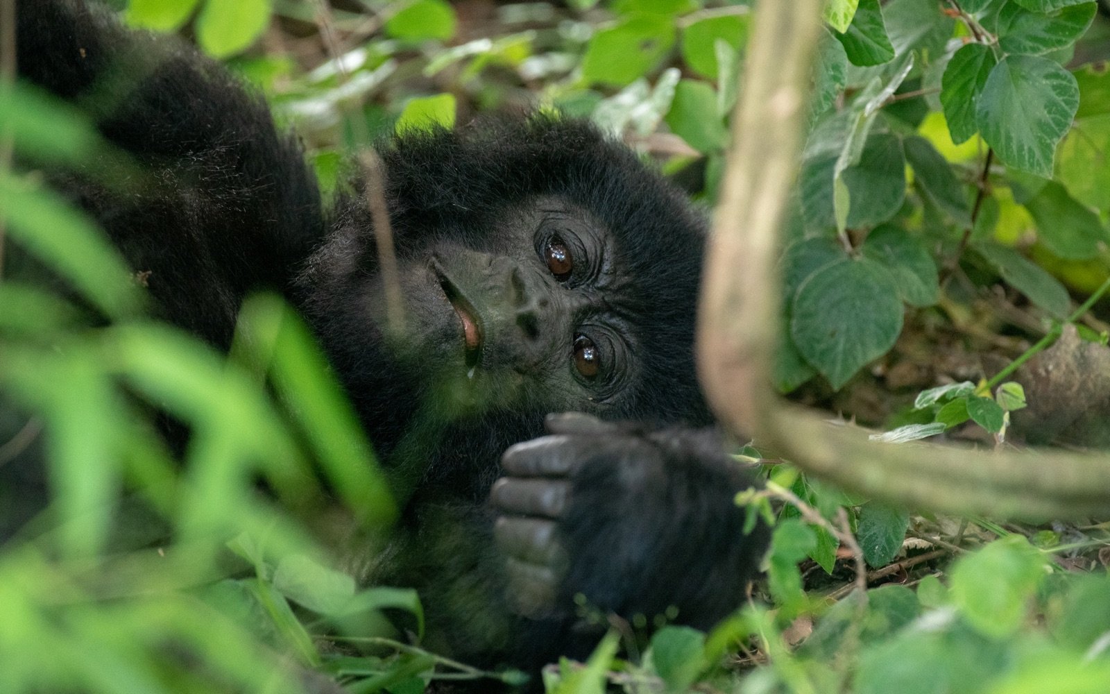 6-Day Wildlife and Gorilla Safari in Rwanda